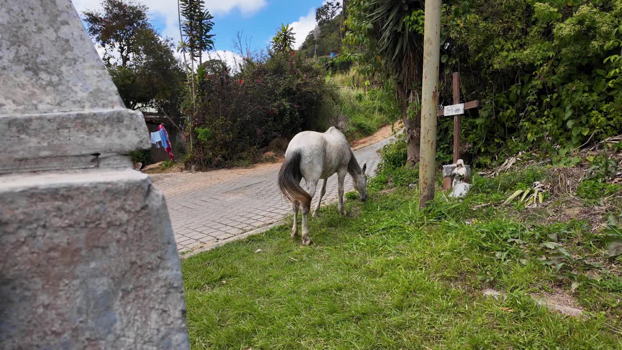 Free white horse eating grass and moving horse tail, street countryside