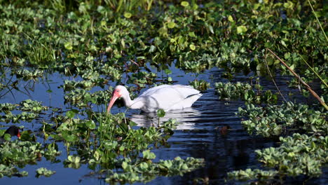 Ibis-Blanco-Atrapando-Un-Cangrejo-De-Río-Mientras-Busca-Alimento-Entre-Las-Plantas-Acuáticas