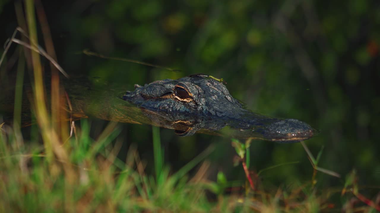 un bucle de video sin problemas de un cocodrilo en el parque nacional de florida everglades cerca de miami. está acechando en el agua del pantano verde rodeado de manglares en un recorrido turístico de aventura de descubrimiento.