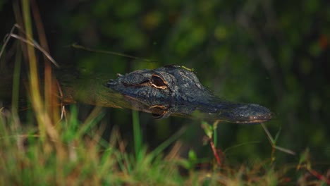 cinemagraph / seamless video loop of an alligator in the florida everglades national park close to miami. it is lurking in the green swamp water surrounded by mangrove trees at a discover adventure tourist tour. close up.