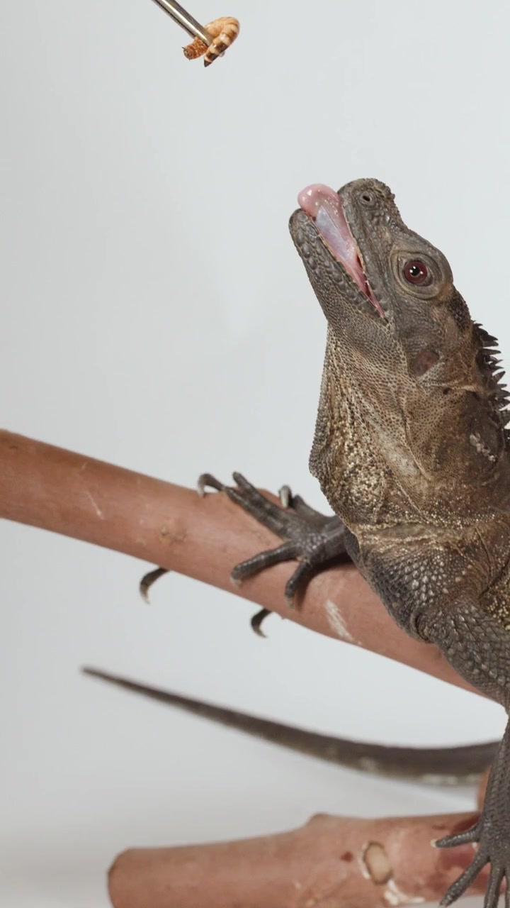 Un'iguana rossa si arrampica su un ramo di legno e mangia una larva della farina da pinzette di metallo