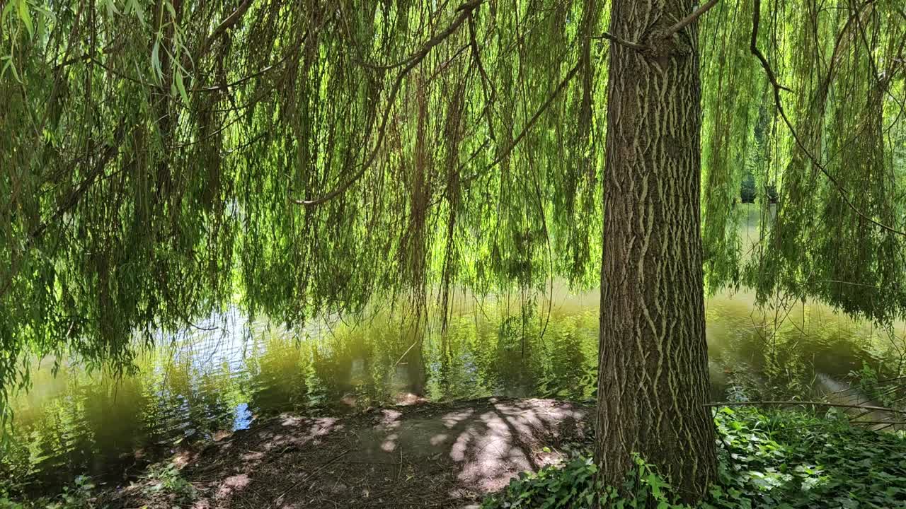 Static shot of weeping Willow tree on lake shore with branches hanging over water