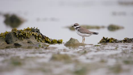 small bird on rocky shore