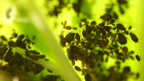 macro shot of green leaf with numerous small aphids insects and ants crawling on it