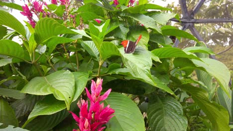 butterfly over pink beautiful flower closeup shot