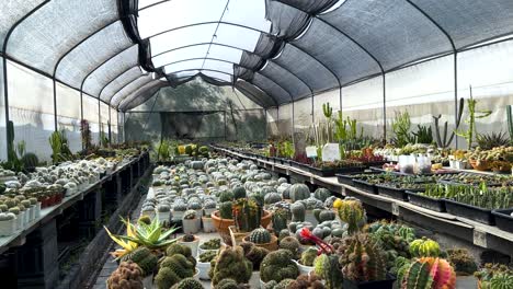 cacti displayed in a greenhouse at a market