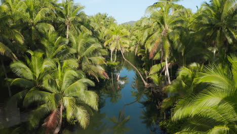 man jumping in maasin river from bent palmtree siargao island, philippines