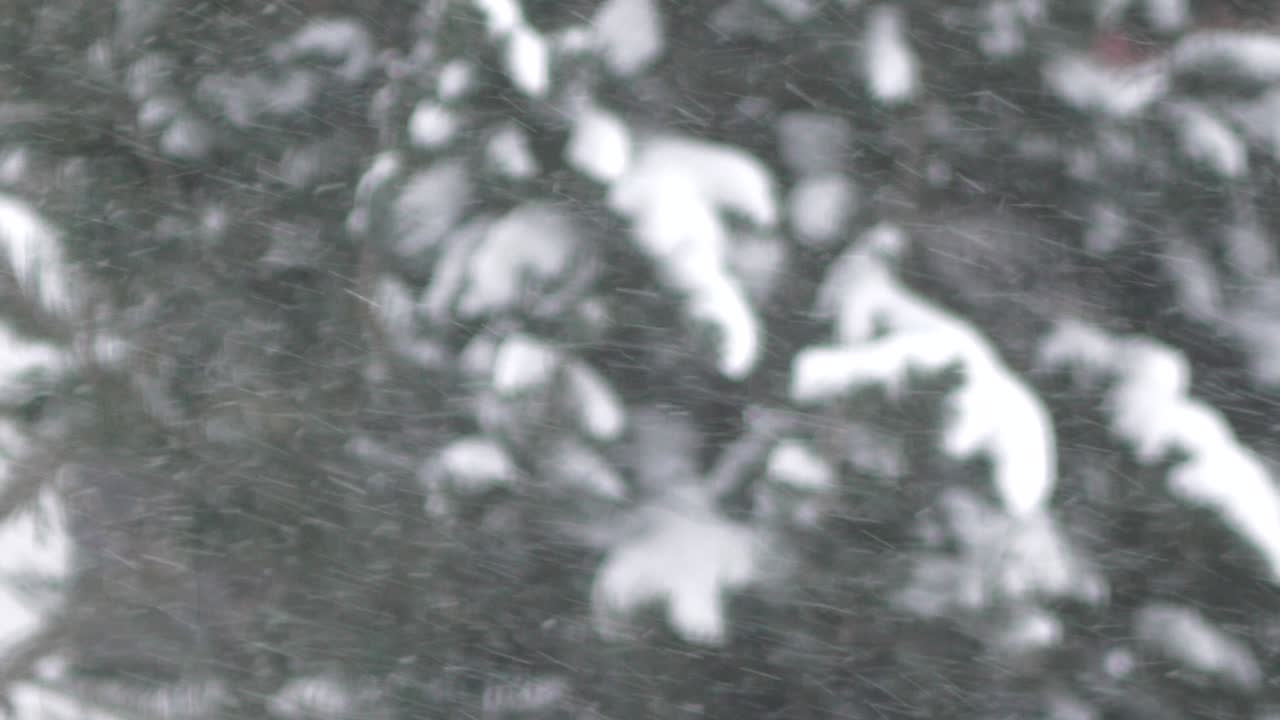 fuertes nevadas en el bosque, concepto de copia, tiro estático
