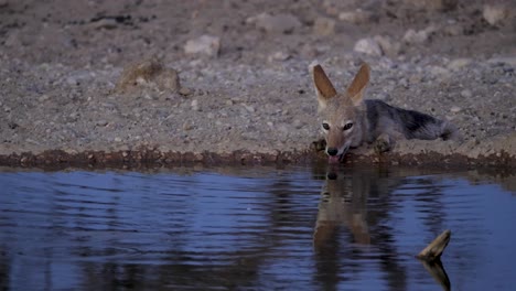 Schabrackenschakal-Liegt-Und-Trinkt-In-Der-Abenddämmerung-In-Der-Savanne-Südafrikas-Am-Wasserloch