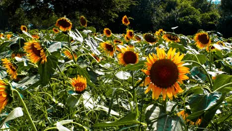 Sonnenblumenfelder-In-Tokio,-Japan