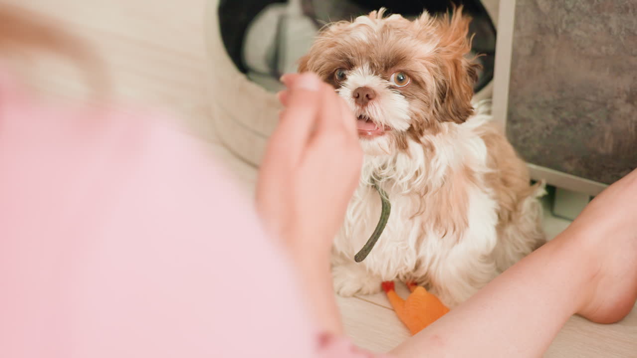 Owner Playing Hand Game With Dog, Palm Over Puppy Nose In Gentle Training Gesture, Close Interaction Building Trust And Obedience, Warm Home Interior, Joyful Expressive Puppy, Positive Reinforcement