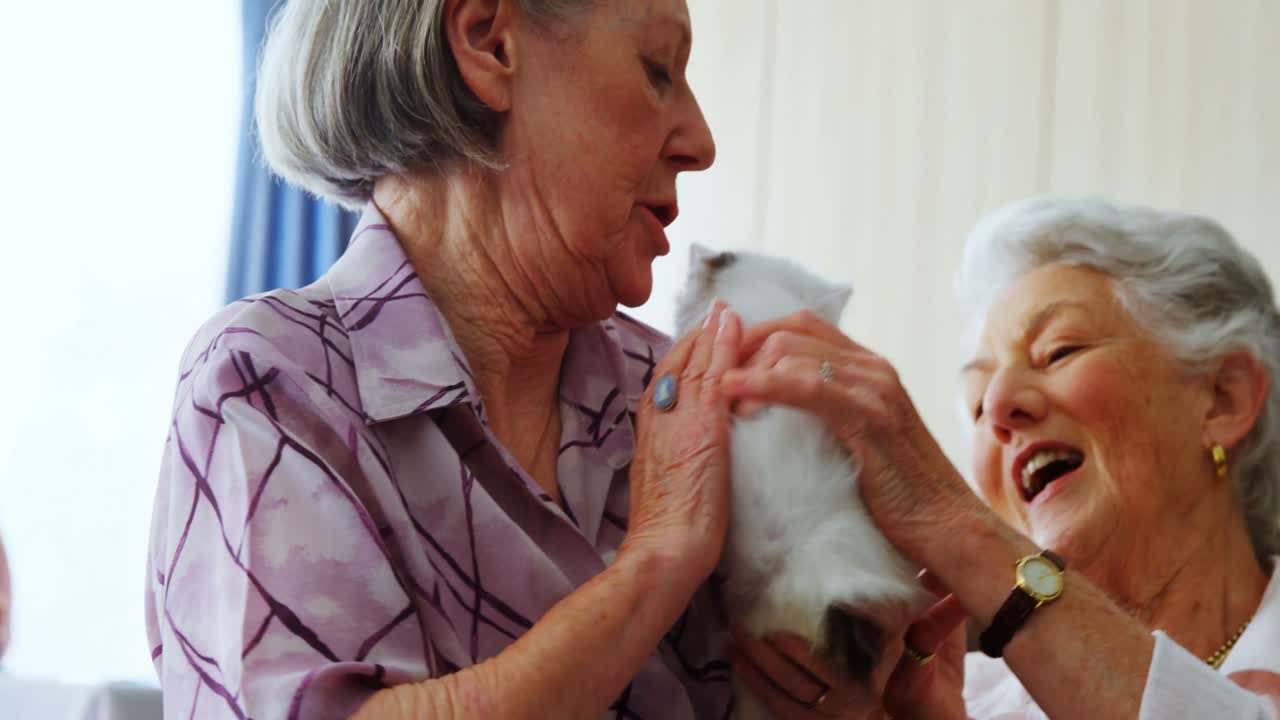 노인 가정 에서 의자 에 있는 새끼 고양이 를  ⁇ 는 노인 여성 4k
