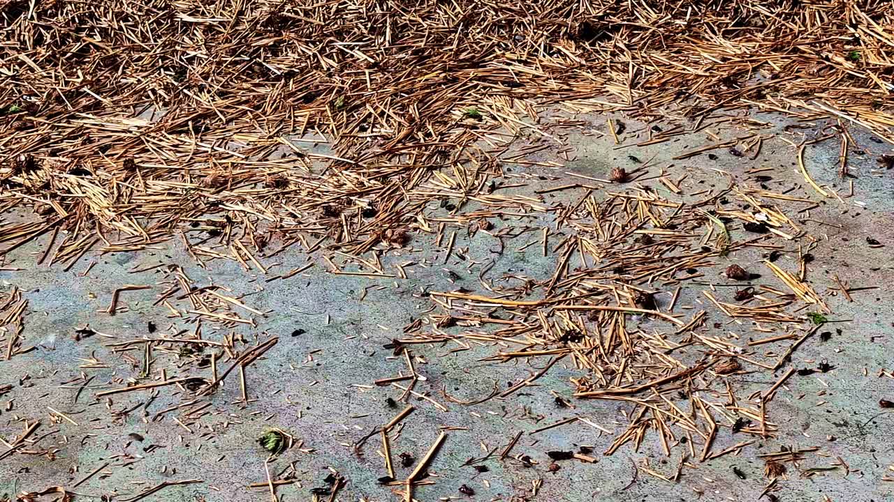 Dry grass seeds scattered on concrete in Dobele, Latvia, possibly post-harvest or windblown. Dobele, Latvia