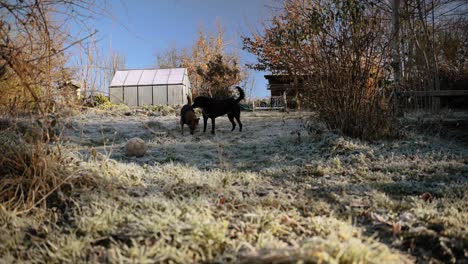 a dog explores a frosty field near a greenhouse, symbolizing curiosity and adventure. cool winter tones and a serene atmosphere dominate the scene.