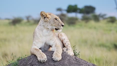 Lioness-in-Maasai-Mara,-Kenya,-Lion-in-Africa-on-Masai-Mara-African-Wildlife-Safari,-Close-Up-Shot-of-Lions-Lying-Down-Resting-on-Top-of-Termite-Mound-Looking-Around