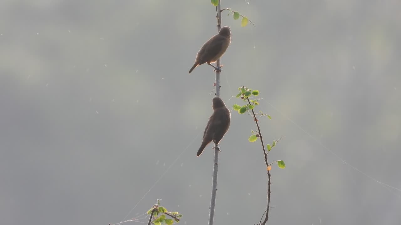 비늘 가슴 munia - 연못 지역