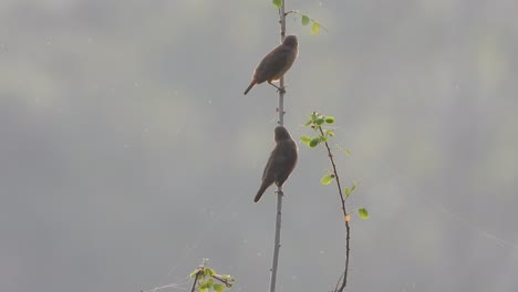 scaly -breasted munia - pond area