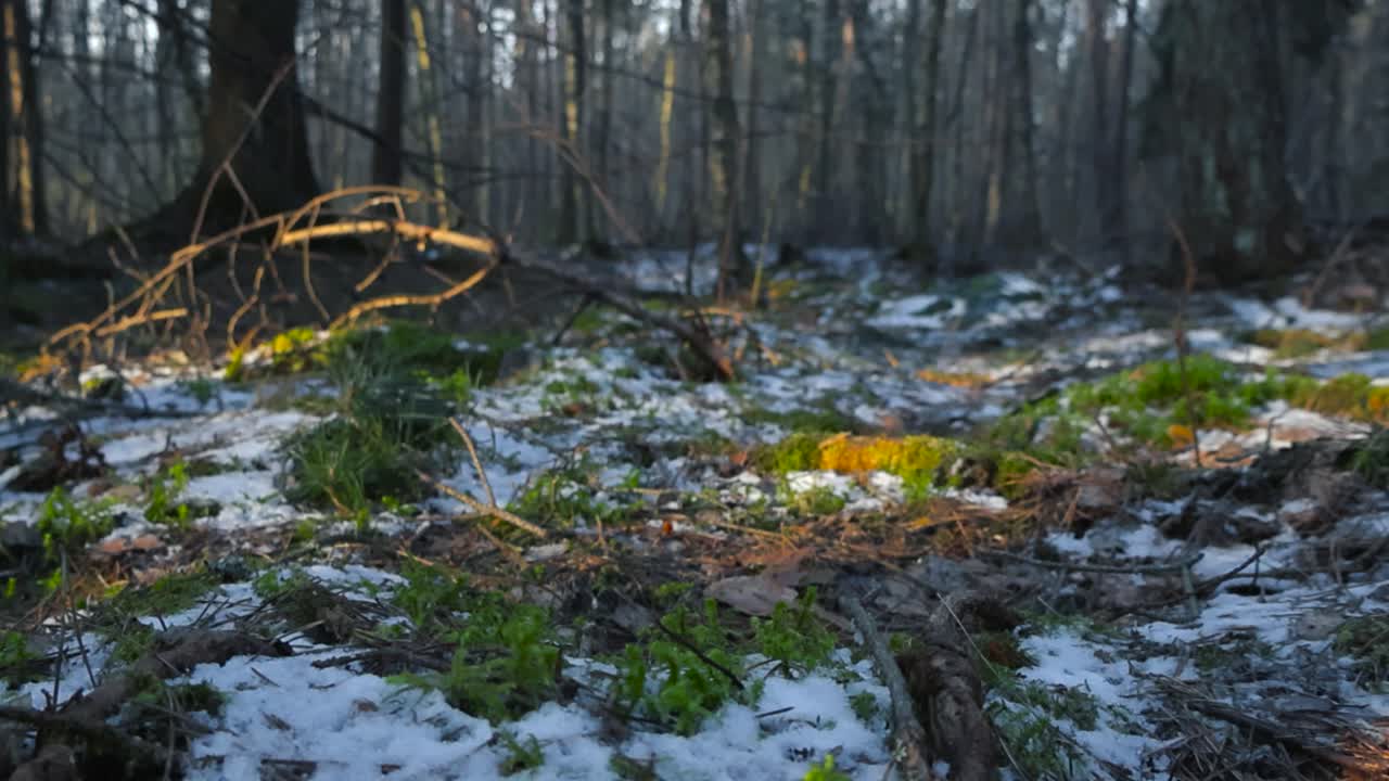 Close up low angle footage of green moss, twigs and branches on a forest floor during winter time while white snow is covering some of the moss. Sun is shining and creating shadows on the trees behind
