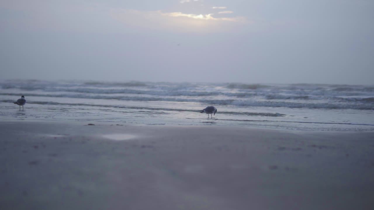 Seagull cleaning off beak in the morning just before sunrise while in shallow water