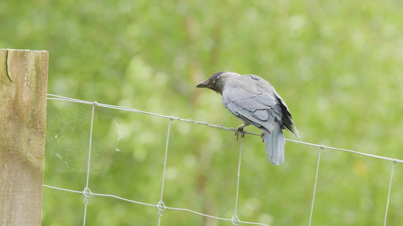 A Eurasian jackdaw rests on a wire fence in a lush, sunlit highland setting before launching into flight. Static camera, soft natural light