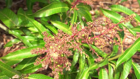 la cabeza de la flor del árbol de mango tropical crece lista para convertirse en frutas tropicales jóvenes exóticas