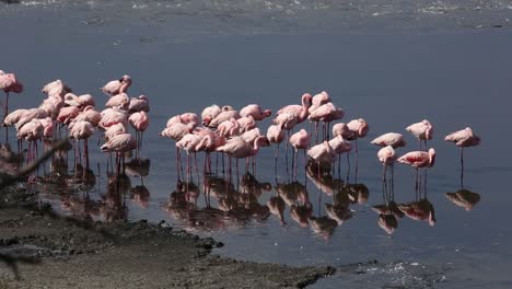 flamingo at lake nakuru in kenya.