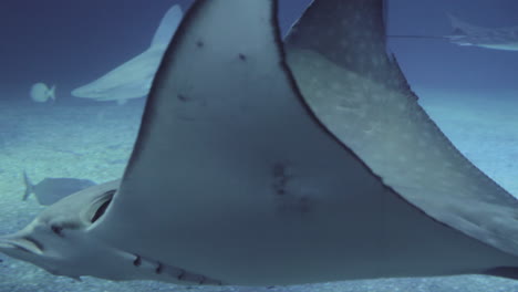 Mantarrayas-Y-Tiburones-En-El-Oceanario