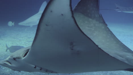 rayas y tiburones en el oceanario