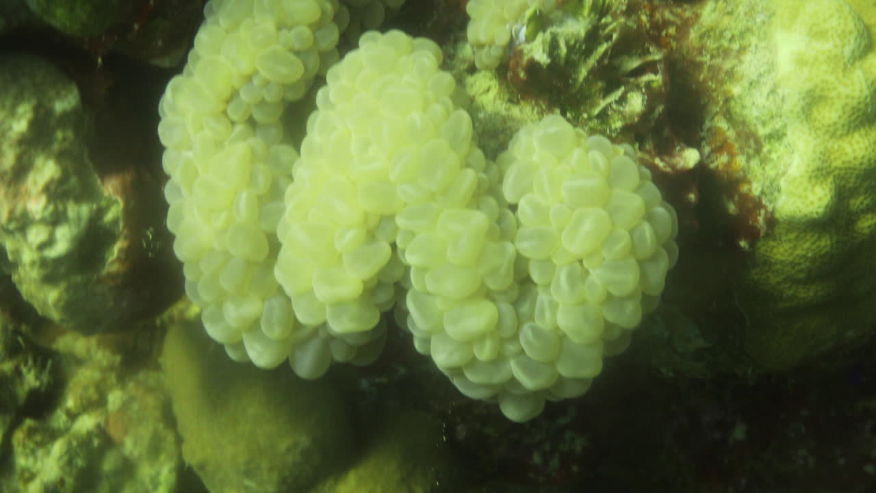 plerogyra sinuosa 산호는 젤리 같은 종의 cnidaria 문입니다.