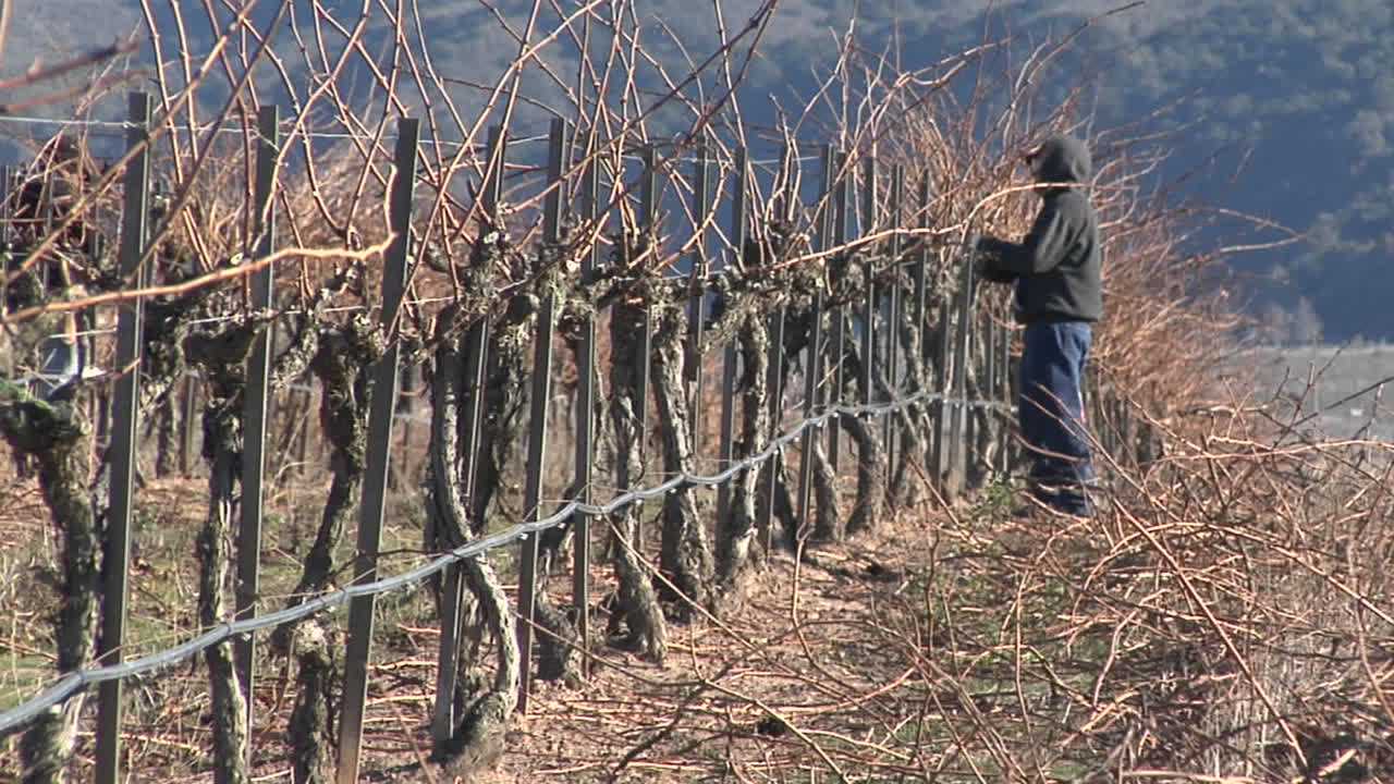 pan a través de trabajadores de campo podando vides de uva inactivas en un viñedo de california 2