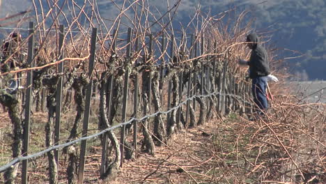 Schwenk-über-Feldarbeiter,-Die-Schlafende-Weinreben-In-Einem-Kalifornischen-Weinberg-Beschneiden-2