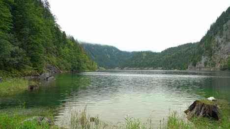 old sunken tree trunks in lake gosausee