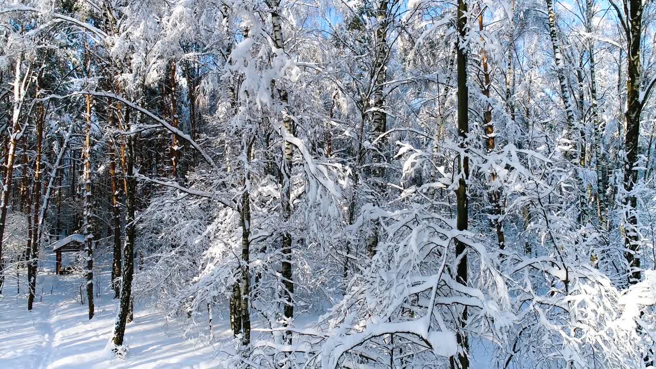 Snødekte grener i skogen. Vintereventyrbakgrunn.