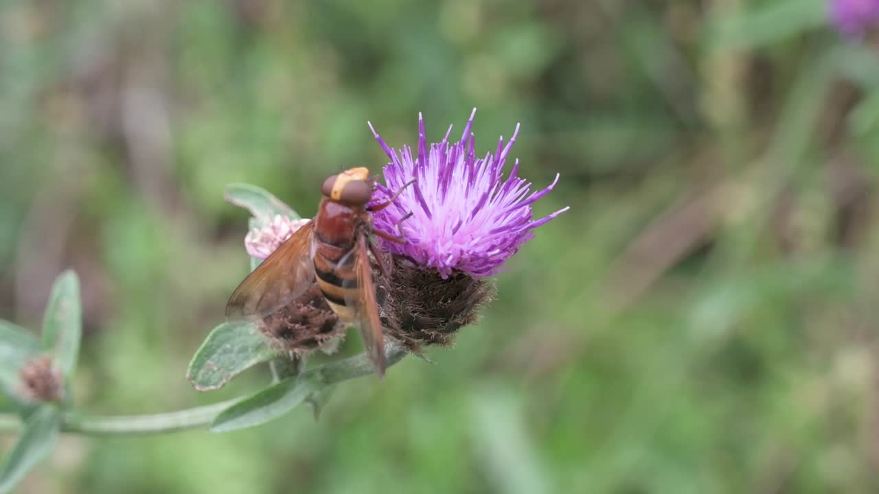 Hornet mimic hoverfly Volucella zonaria feeding on a thistle flower and then being replaced by a bumblebee