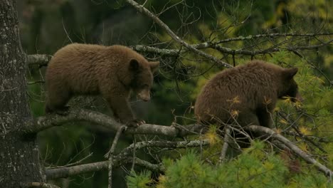 cinnamon bear cub walks along branch toward sibling slomo