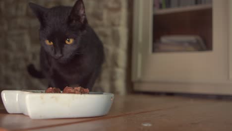 pequeño gato negro mascota lamiendo deliciosos trozos carnosos carne de tazón blanco escena interior