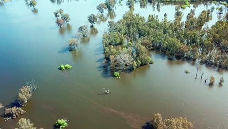 vista de drones mirando hacia abajo sobre árboles inundados en las llanuras aluviales hinchadas del río mitta mitta cerca de donde entra en el lago hume, en el noreste de victoria, australia