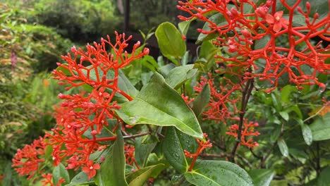 planta de flores exóticas en racimos rojos que se asemeja al coral oceánico