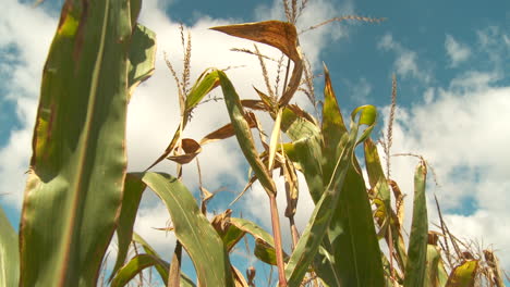 clip de granja general del campo de maíz