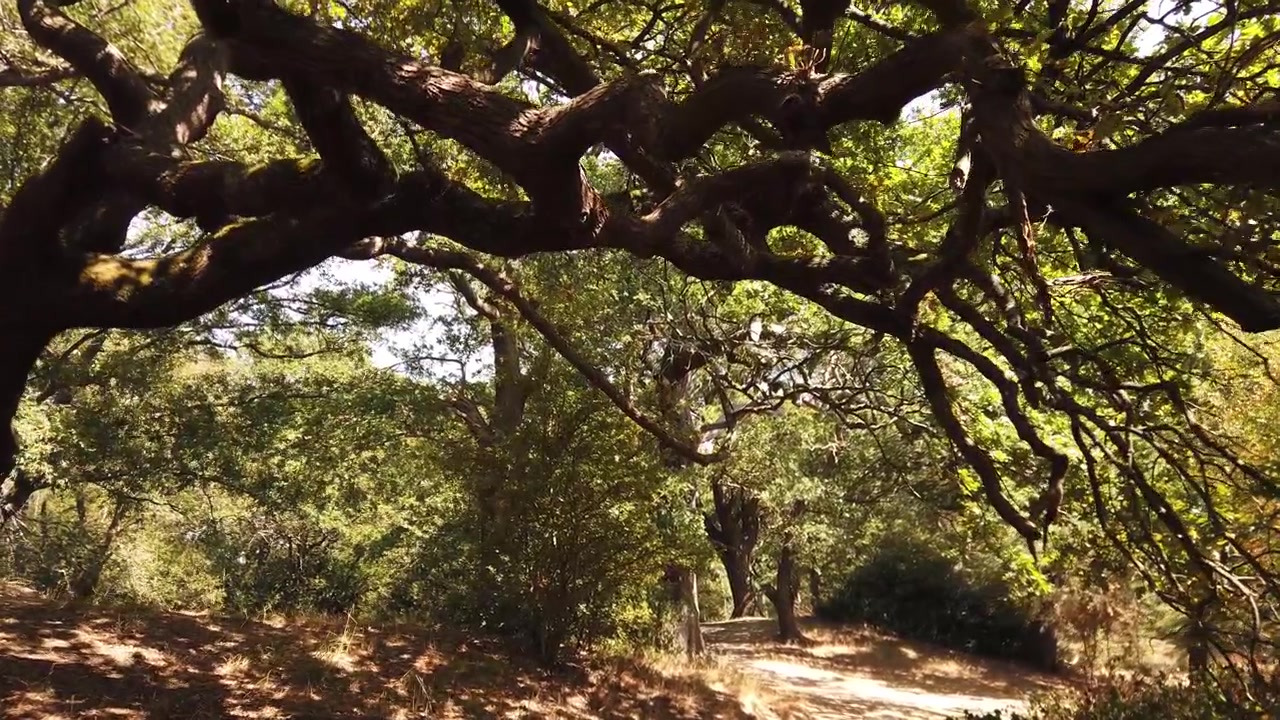 Passeggiata cinematografica in avanti lungo un sentiero sterrato illuminato dal sole attraverso un bosco di querce, muovendosi sotto rami sporgenti e luce screziata in una tranquilla foresta inglese di fine estate vicino a Londra.