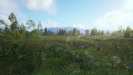 a beautiful field of wildflowers