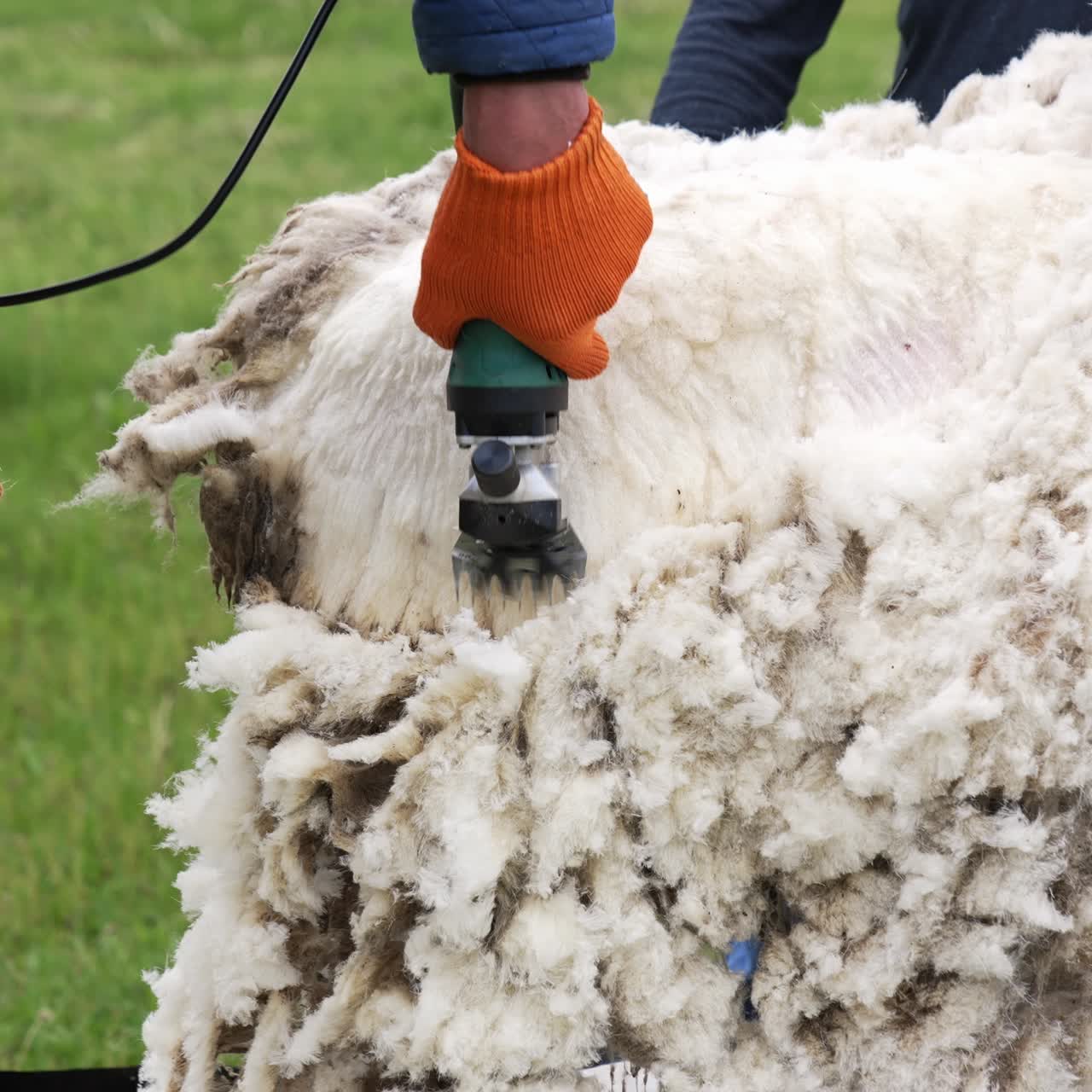 Natural process of shearing white sheep. Farmer cutting soft wool of a sheep with a professional electric clipper. Close-up