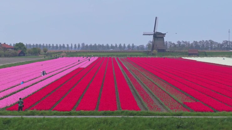 Contadini che raccolgono tulipani rossi e rosa in un campo con un mulino a vento