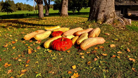 autumn harvest: pumpkins and squash on the ground