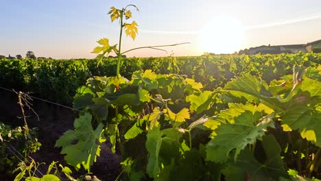 viñas de uva tomando el sol de la tarde