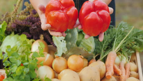 Bauernhände-Halten-Zwei-Große-Süße-Rote-Paprika-Auf-Dem-Hintergrund-Einer-Theke-Mit-Gemüse