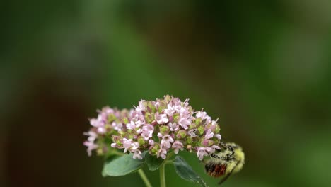 Close-up-of-the-threatened-Western-Honeybee-gathering-nectar-from-an-oregano-flower-in-late-summer-in-the-Grasslands-region-of-Alberta