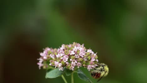 primer plano de la abeja occidental amenazada que recolecta néctar de una flor de orégano a fines del verano en la región de pastizales de alberta