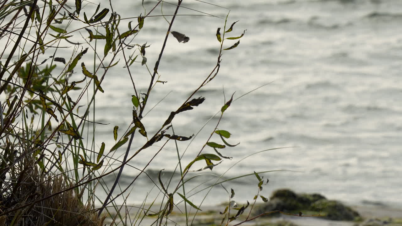 바람에  ⁇ 쓸린 식물과 흐릿한 바다 배경