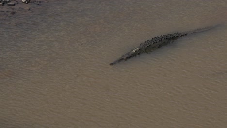 Cocodrilo-Nadando-Contra-Corriente-En-El-Río-Tarcoles